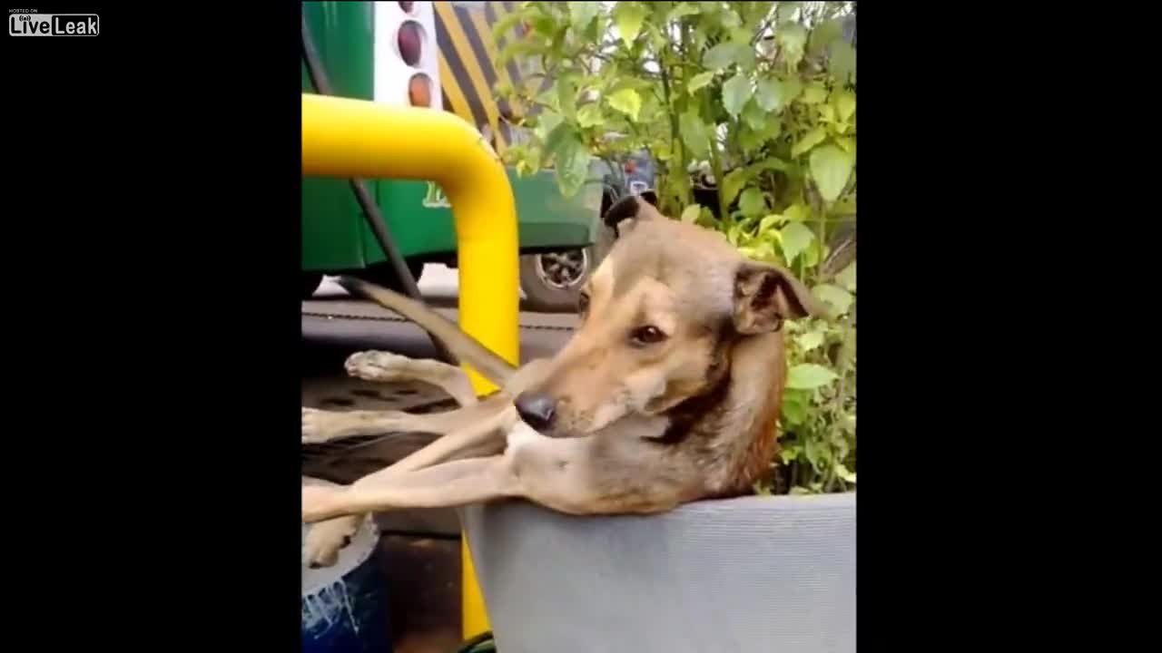 Куче спи като пън
