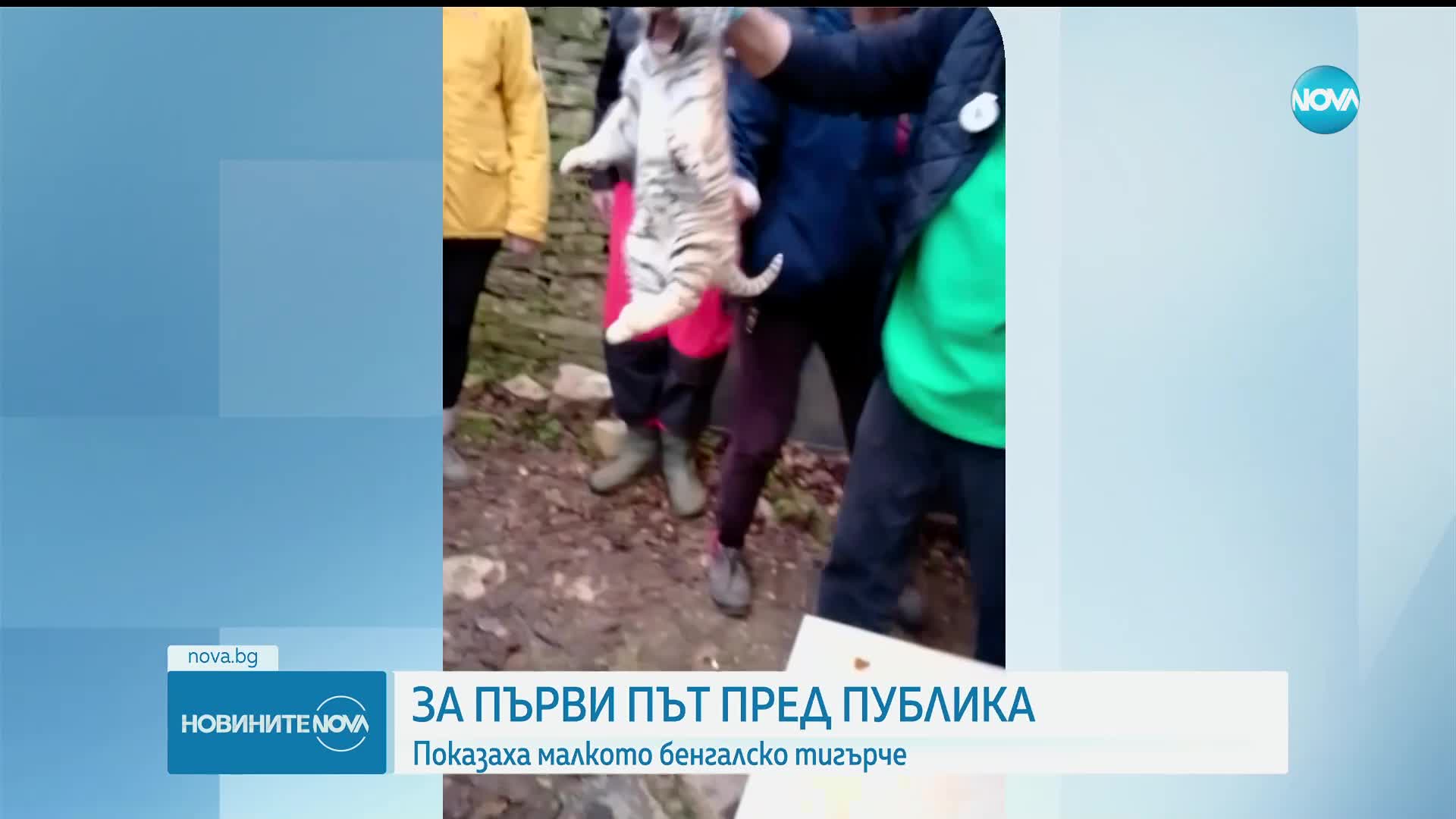 За първи път показаха малкото бенгалско тигърче в зоопарка в Стара Загора