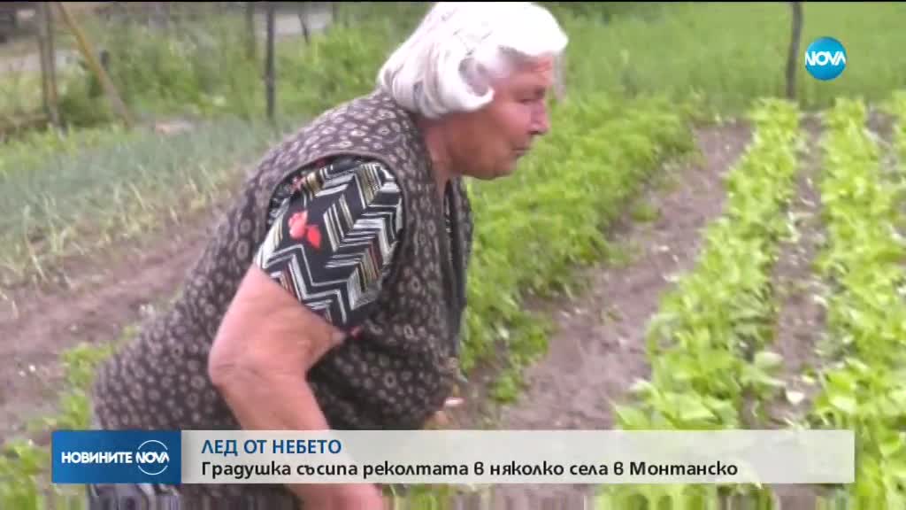 Градушка колкото орех помете монтански села