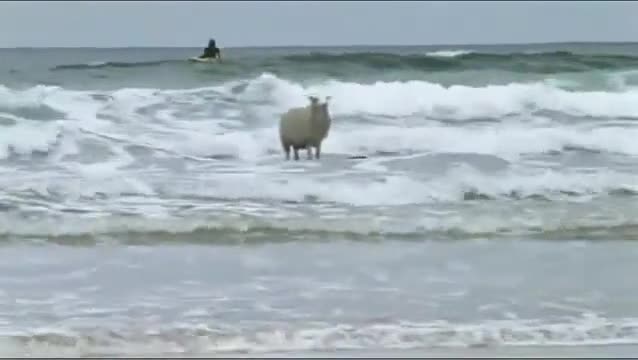 Смях* Овца кара сърф 