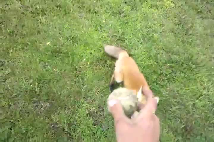 Лисица се мисли за куче !