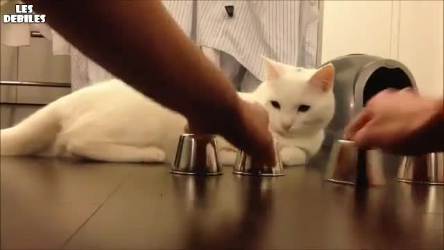 Коте което е много добро на - Тука има, тука няма. - Сладур