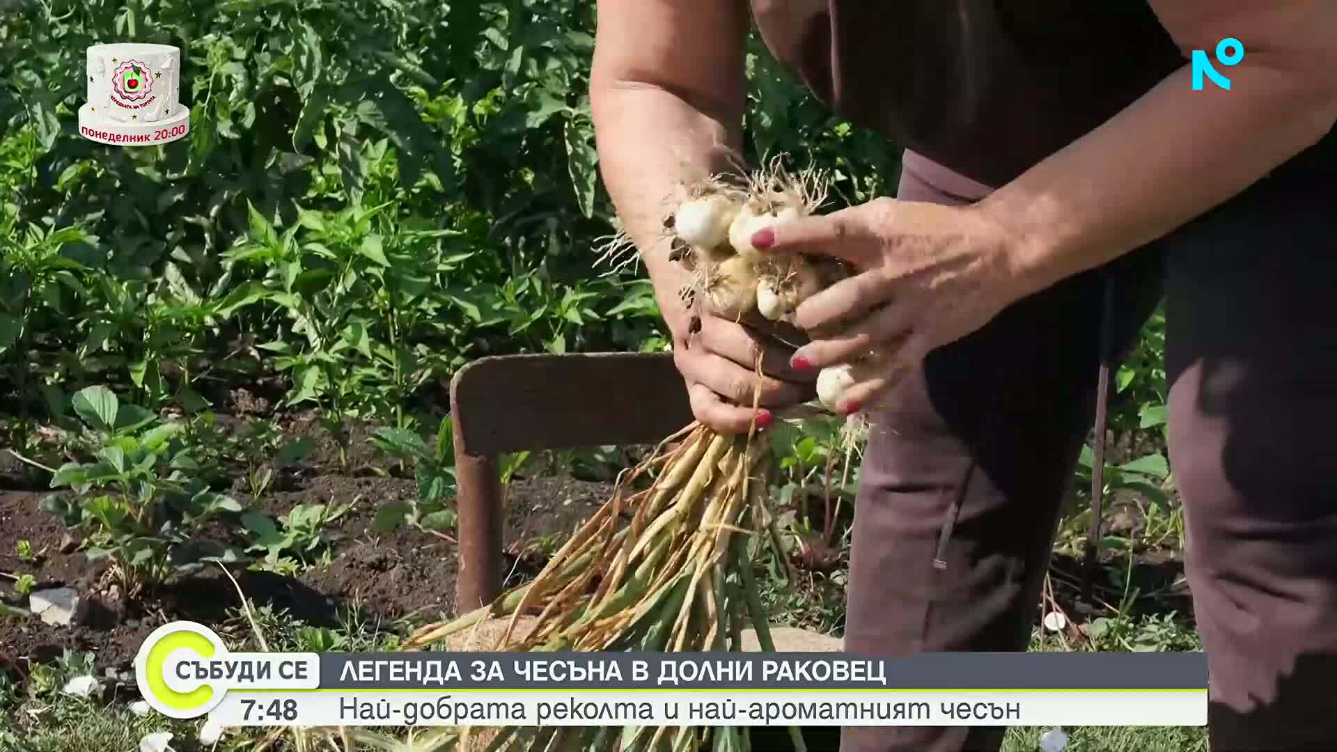 Къде и как се отглежда най-ароматният чесън в България