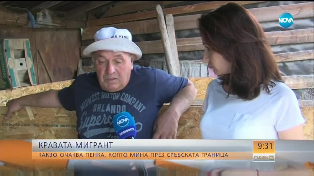 КРАВА-МИГРАНТ: Каква ще е съдбата на Пенка?