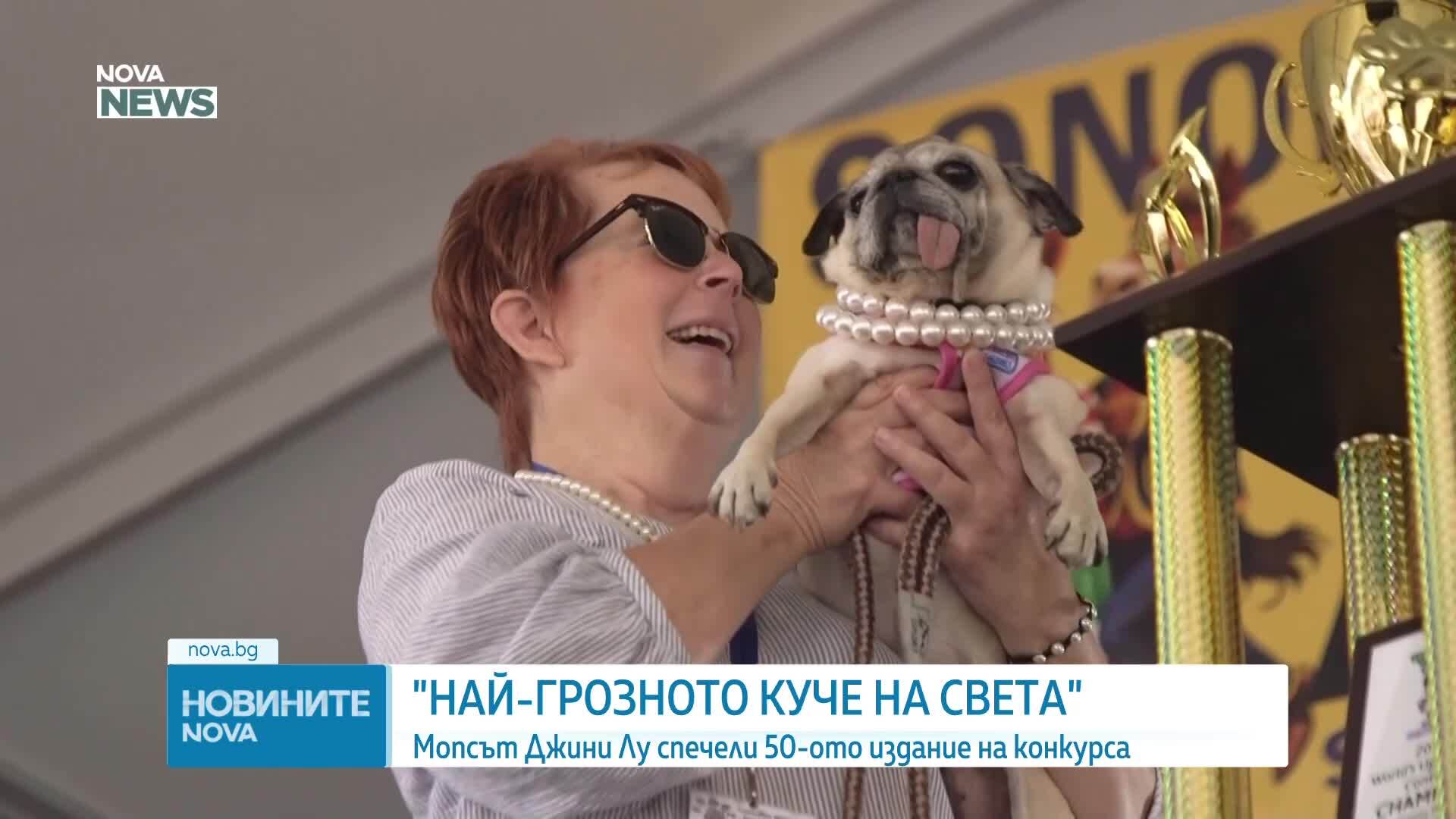 Мопсът Джини Лу грабна приза "Най-грозно куче в света"