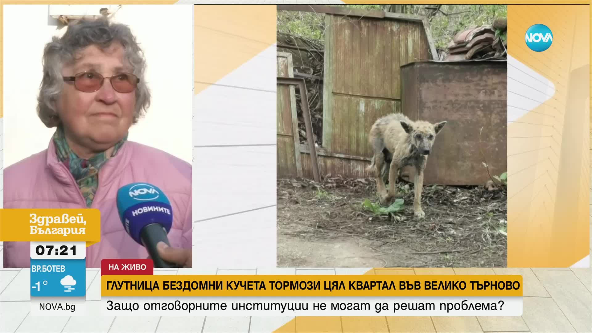 Глутница бездомни кучета тормози цял квартал във Велико Търново