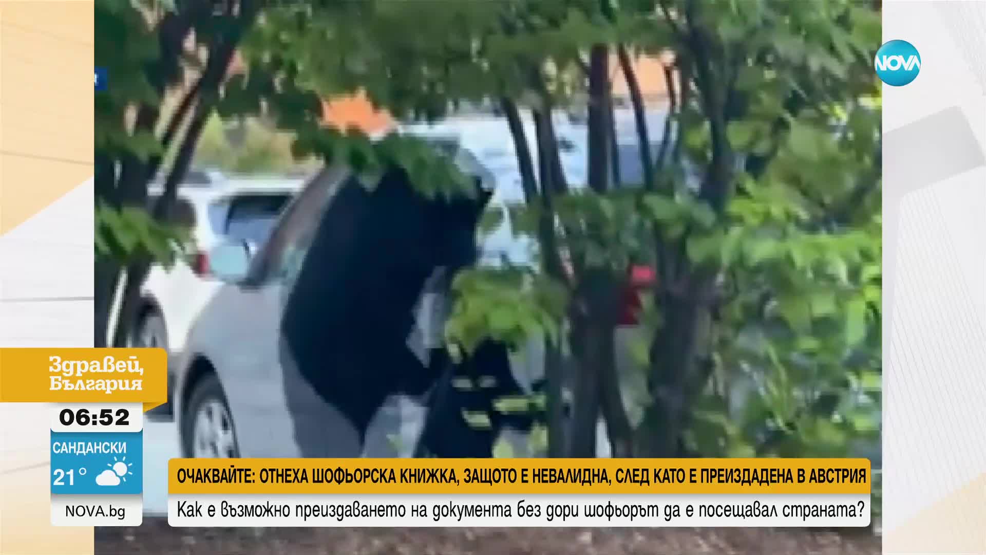 Мечки разбиха кола, за да откраднат чипс