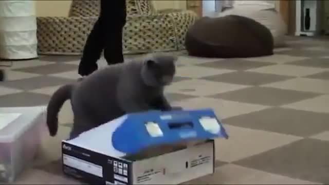 Смях! Котките могат да бъдат непредсказуеми!