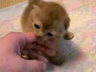 Много Сладко Котенце
