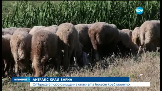 Второ огнище на антракс във Варненско