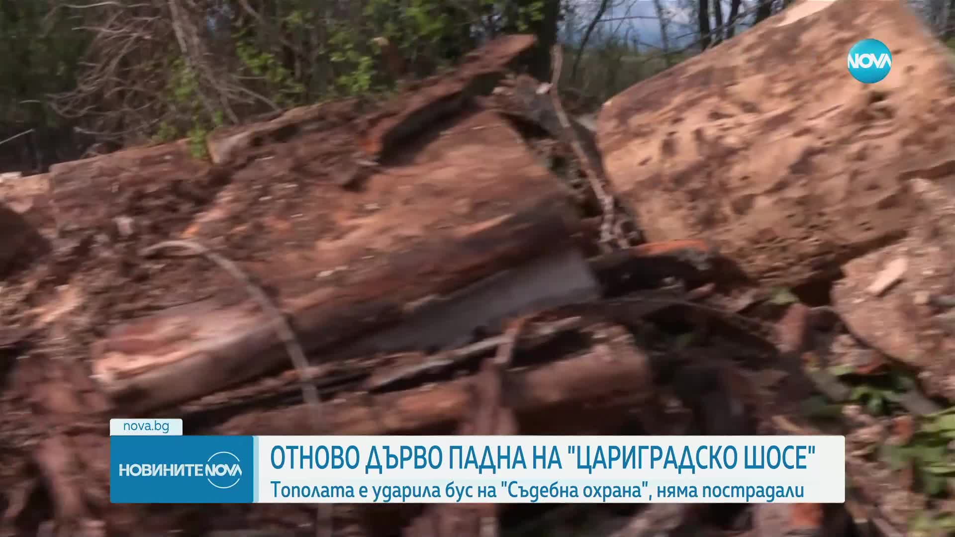 Дърво падна върху бус с трима арестанти в София, движението е затруднено