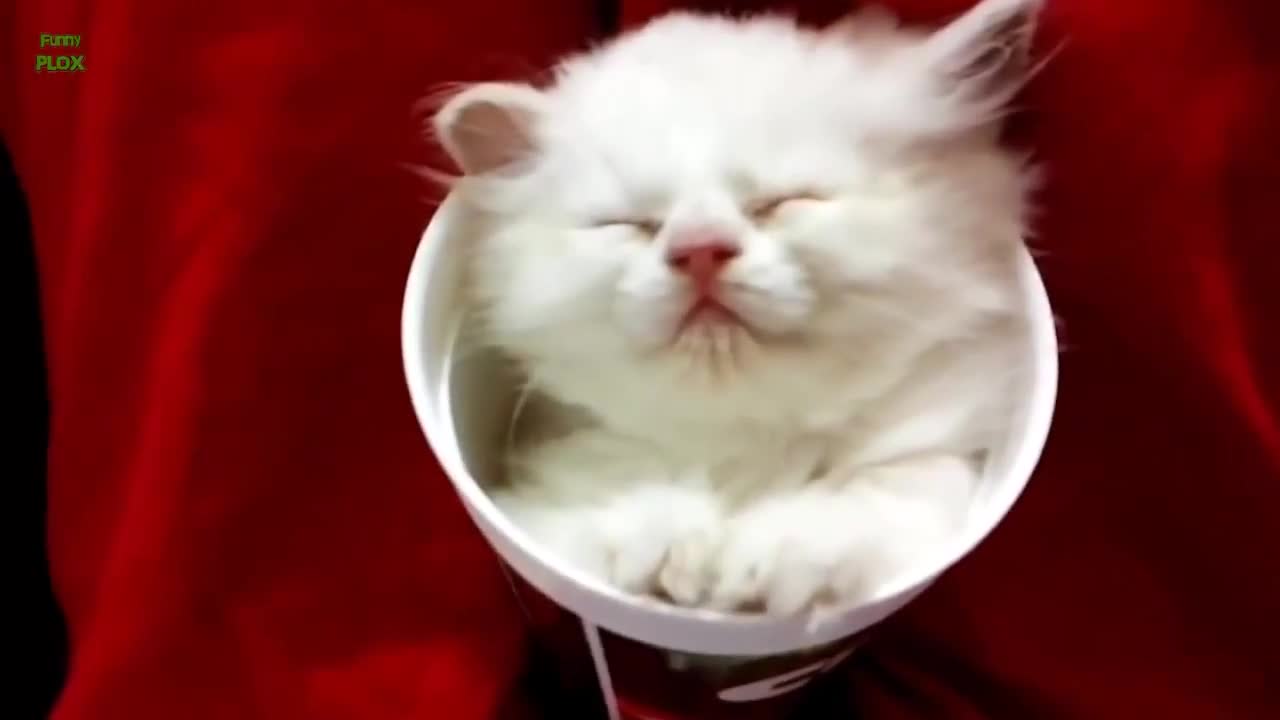 Компилация на котки ,които спят по необичаен начин