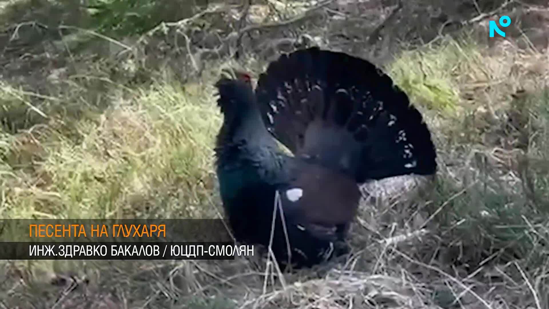 Започнаха брачните игри на глухарите