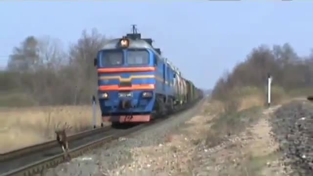 Дали това куче е от Русия?