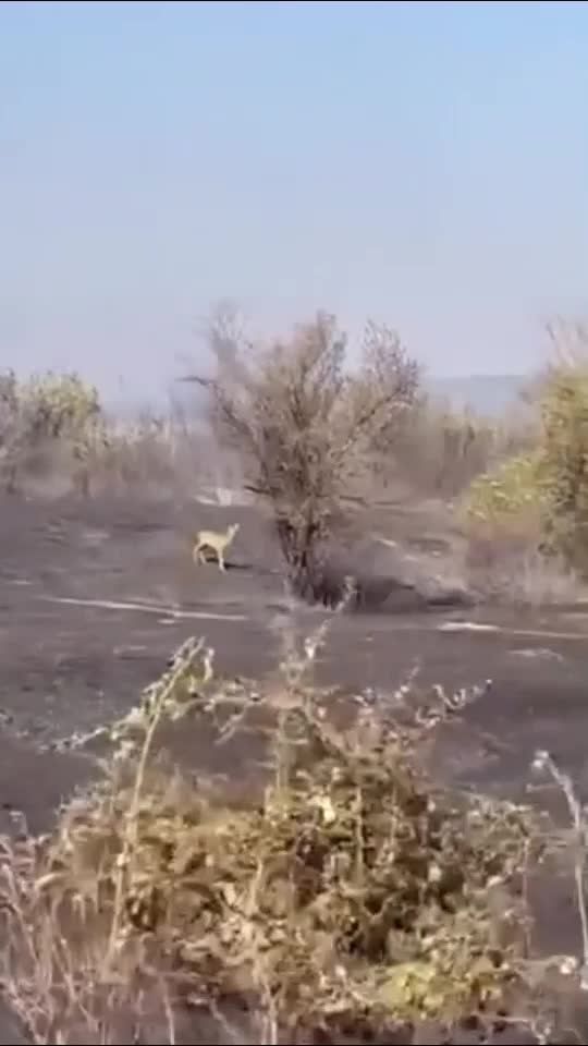 Диви животни бягат от пожарите