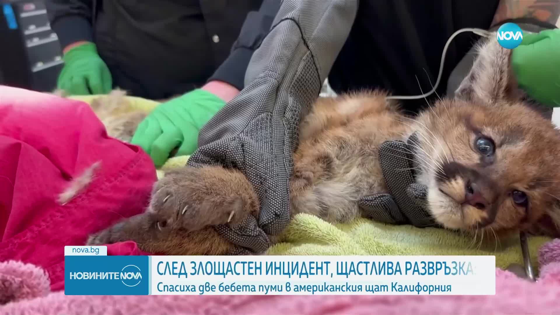 Спасиха две бебета пуми в Оукланд, след като майка им бе ударена от кола
