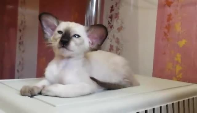 Нещо като кучекотка
