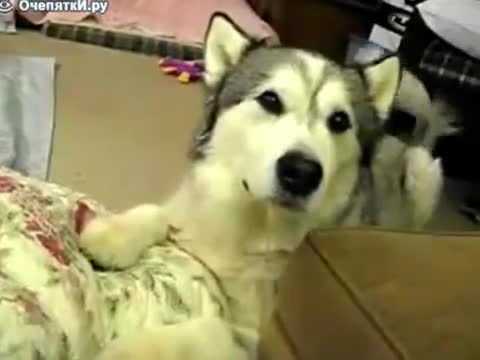Куче издава звук на двигател на кола!