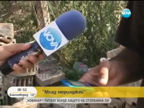 Млад Меринджей - Популярността 26.08.2013