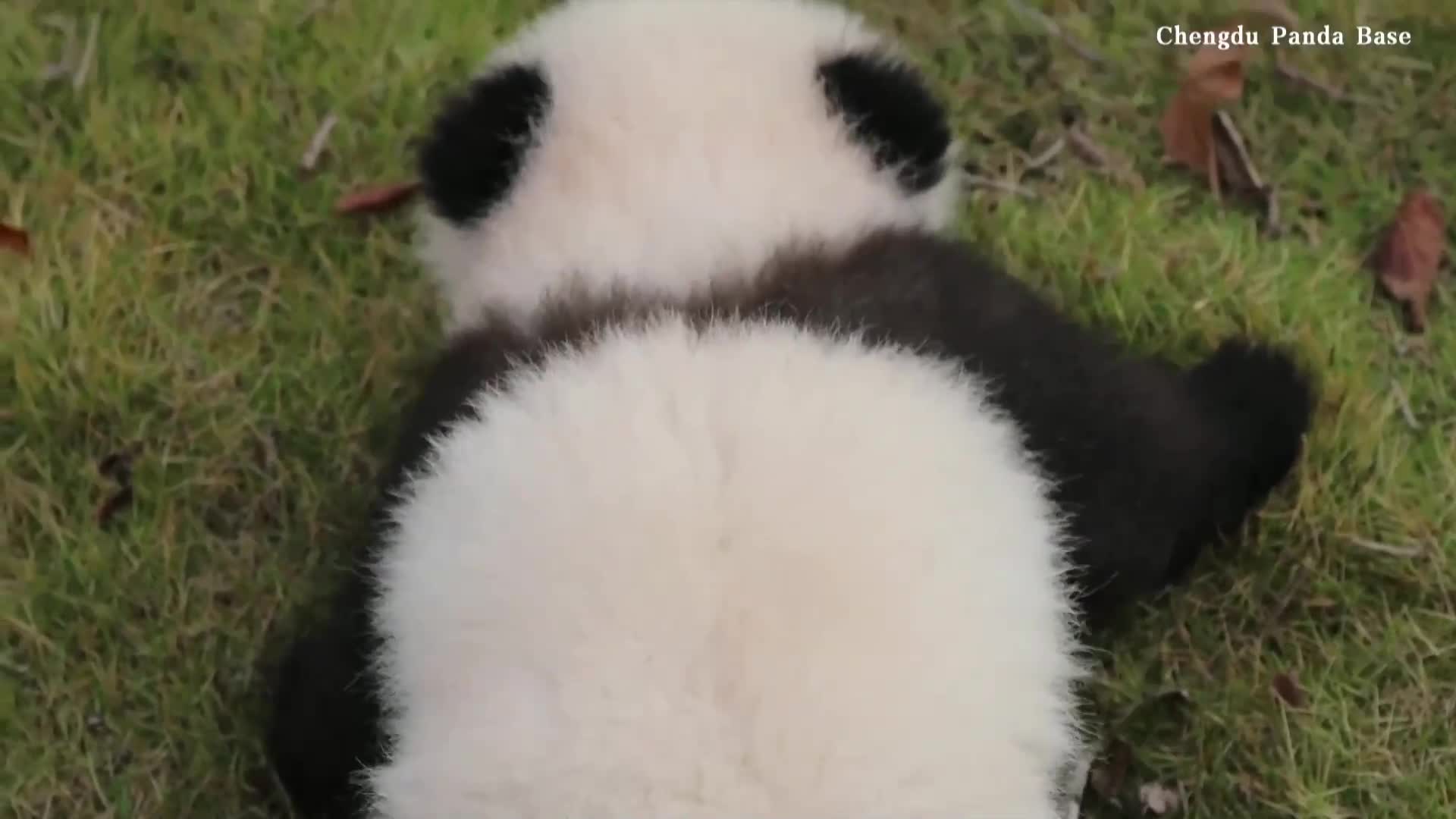 УМИЛИТЕЛНИ КАДРИ: Вижте как малка панда се учи да пълзи (ВИДЕО)