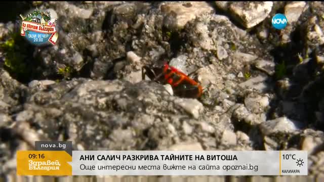 "ОПОЗНАЙ БЪЛГАРИЯ": Ани Салич разкрива тайните на Витоша