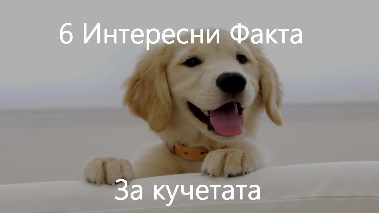 6 Интересни факта за Кучетата