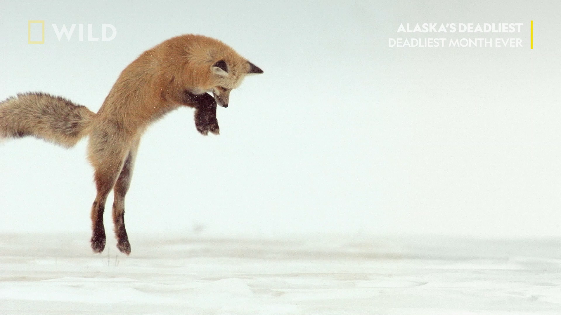 Червената лисица | Най-смъртоносните в Аляска | National Geographic Bulgaria