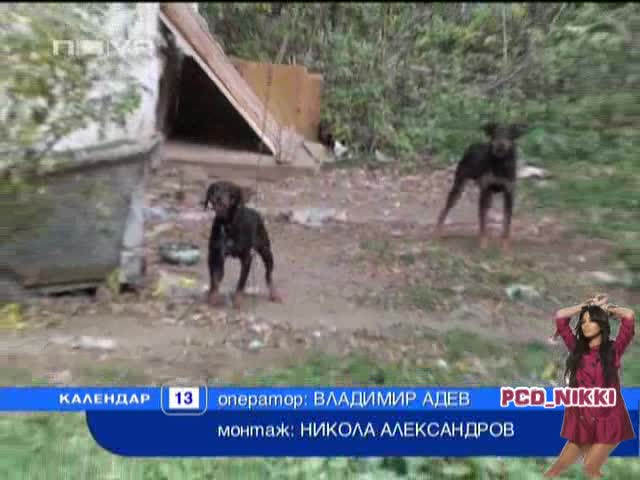 *Шок И Ужас*В смолянско село убиват и ядат кучета за здраве! Календар-13.11.2008