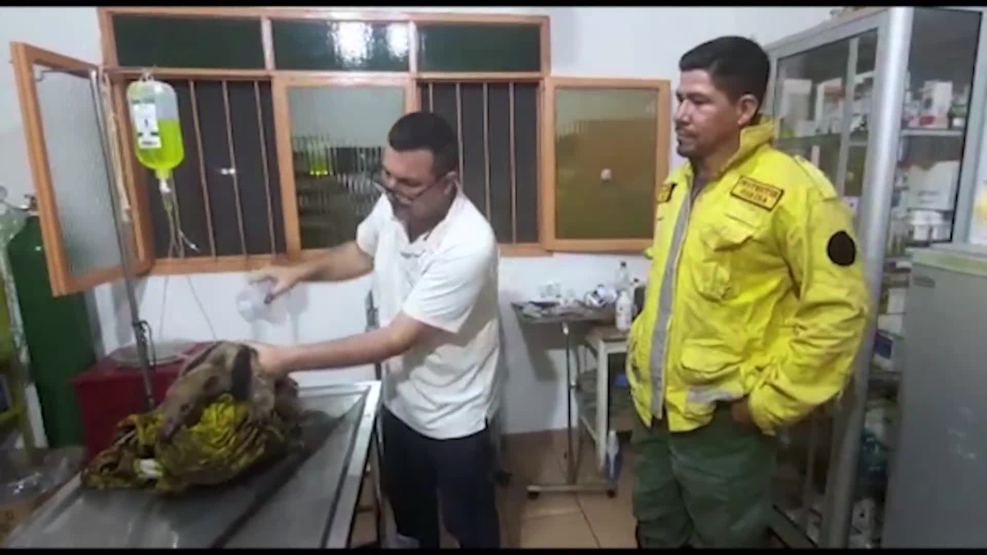 Видео със спасен от горски пожар мравояд стана хит в интернет (ВИДЕО)