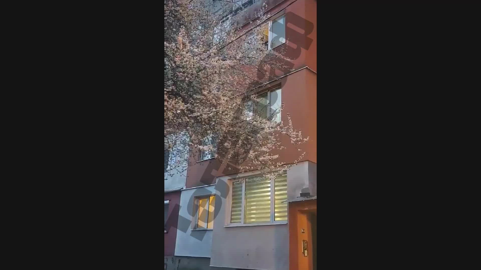 Психично болният от Перник - изписан от лудницата!