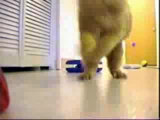 Компилация Смешни Котки