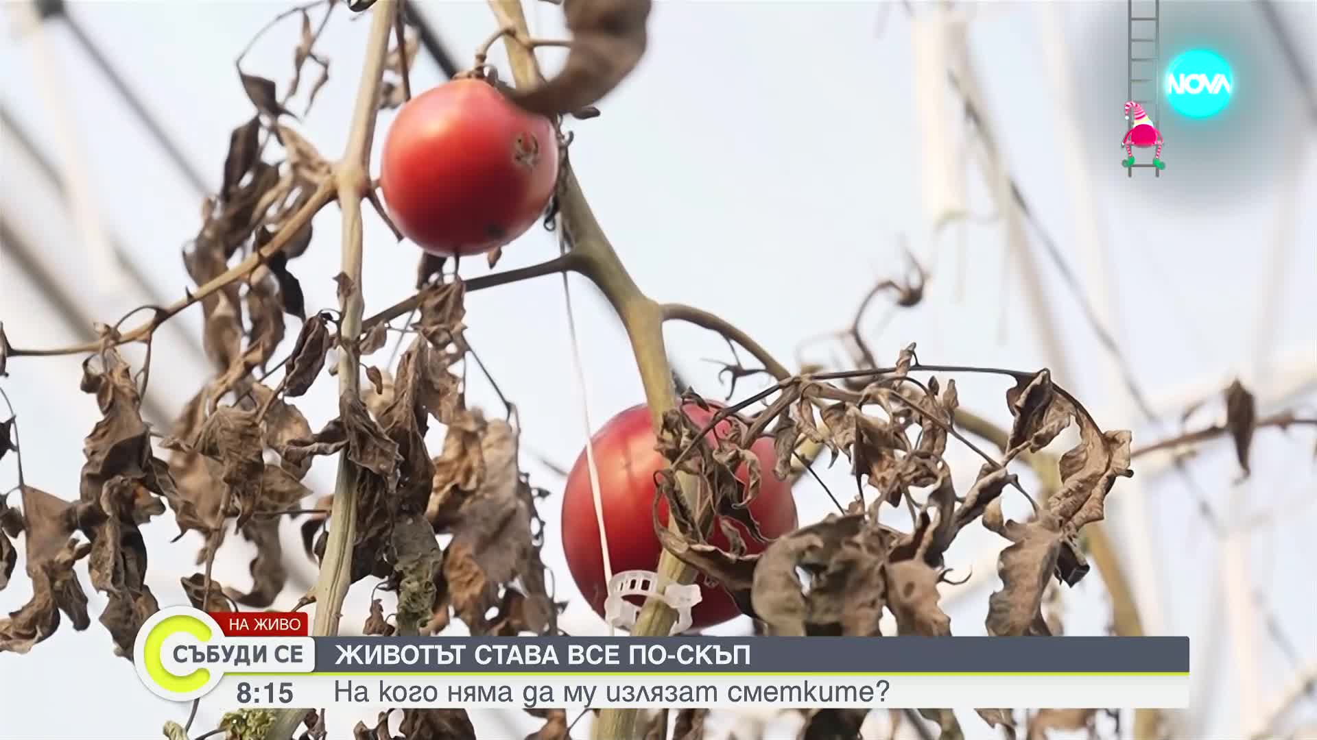Кои плодове и зеленчуци поскъпнаха най-много през изминалата година