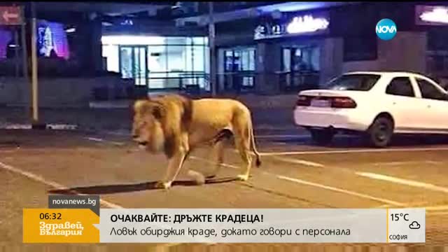 Лъв по улиците на Йоханесбург
