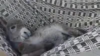Сладко бебе магаренце в хамак