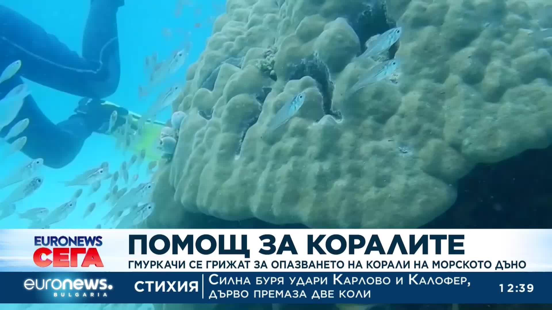 Гмуркачи се грижат за опазването на коралите в Кения