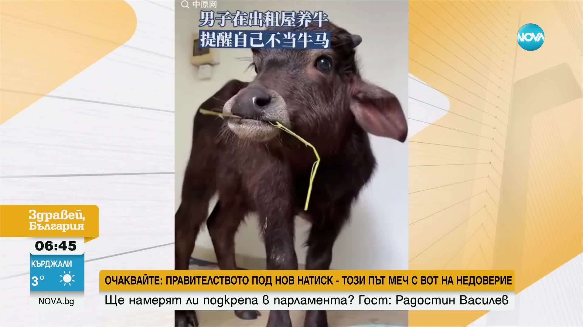 Два пъти гонят китаец от квартири заради домашния му любимец