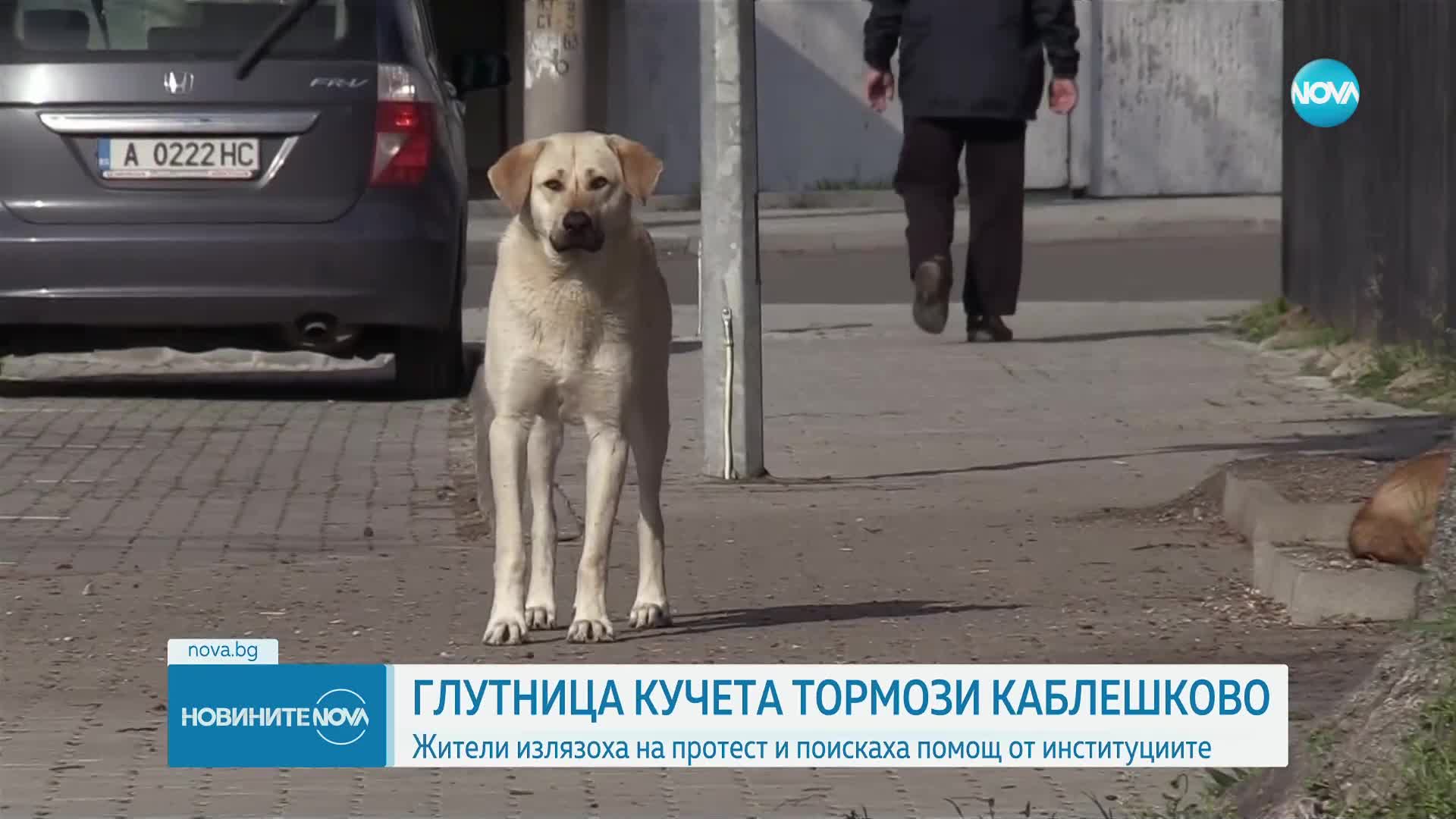 Протест заради глутница кучета в Каблешково