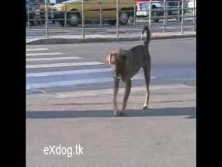 Воля За Живот !!