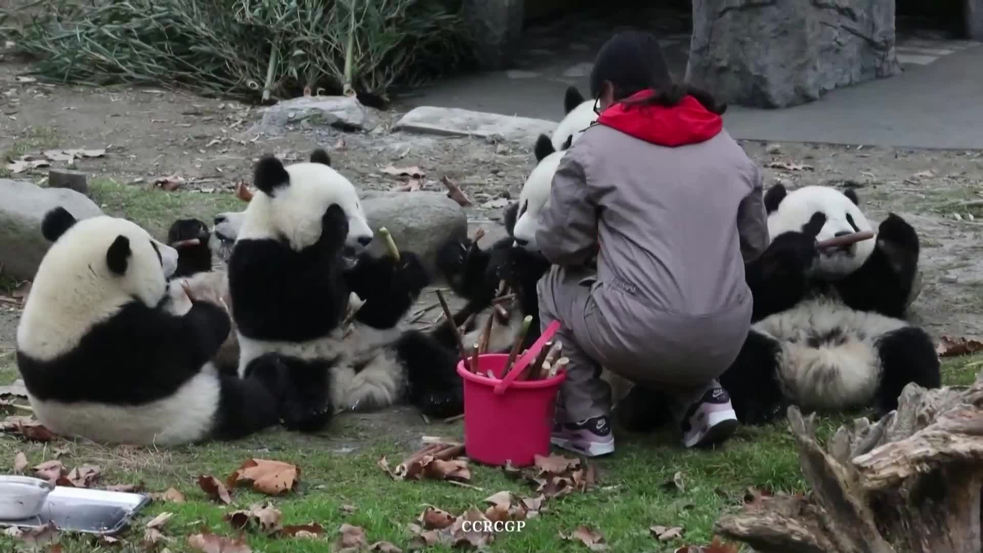 ЗАБАВНИ КАДРИ: Вижте как бебета панди хапват бамбук (ВИДЕО)