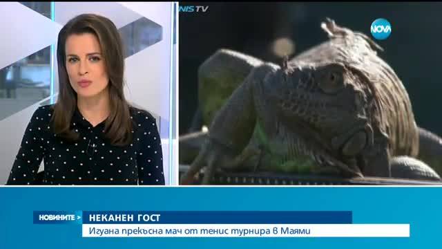 Неканен гост прекъсна мач от тенис турнира в Маями