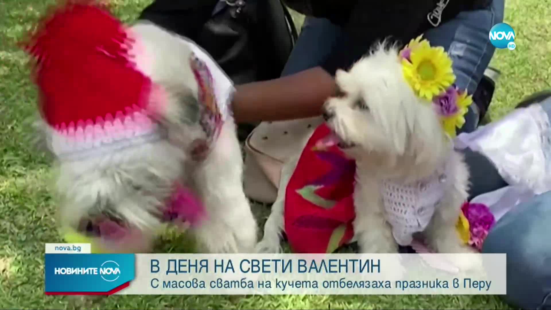 Масова сватба на кучета в Перу за Свети Валентин