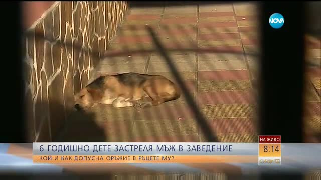 Психолог ще работи с 6-годишното дете, застреляло мъж