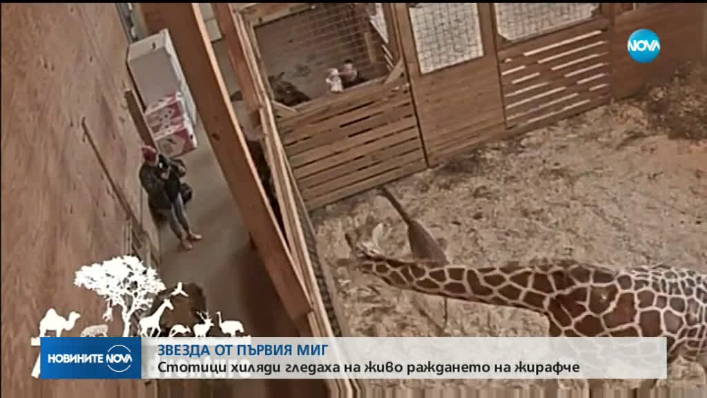 ЗВЕЗДА ОТ ПЪРВИЯ МИГ: Стотици хиляди гледаха на живо раждането на жирафче