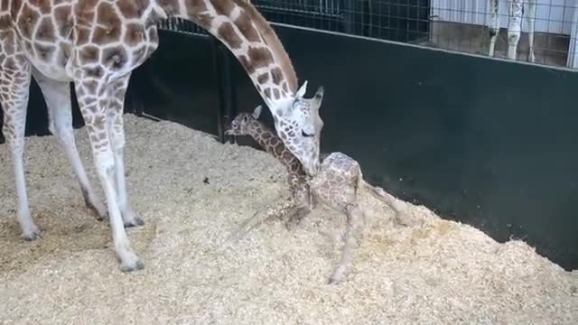 Новородено жирафче се изправя на крака за първи път ..