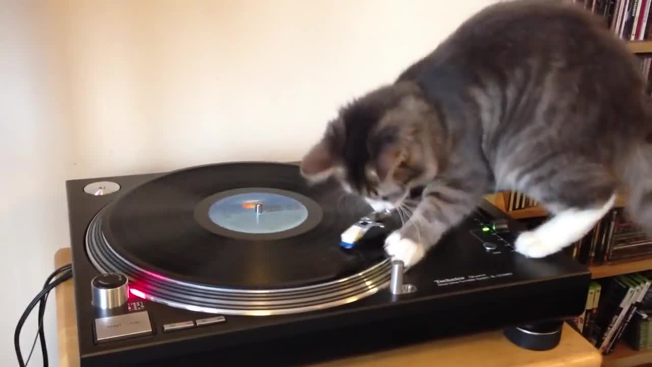 Коте прави скреч