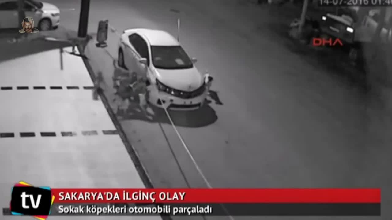 Кучета разфасоват автомобил за да хванат котка