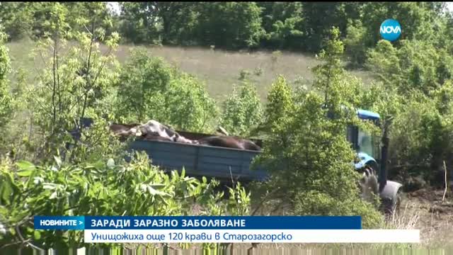 Заради опасна зараза: Умъртвиха 120 крави в старозагорско село