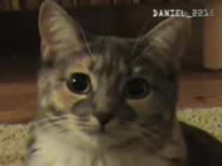 Много Яко Коте