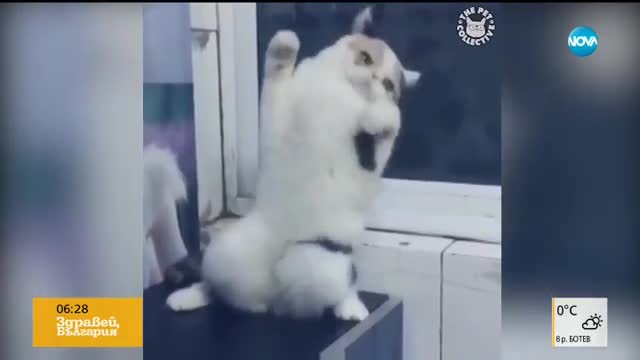 Котки в ритъма на танца