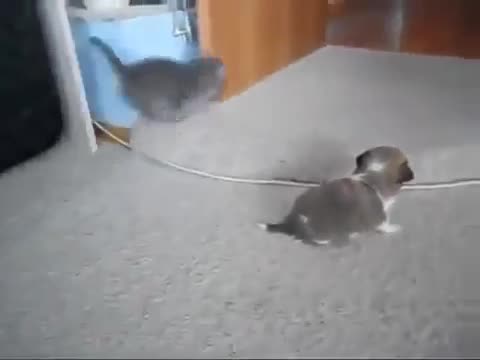 Малко коте провокатор закачливо играе с кученце ,смях